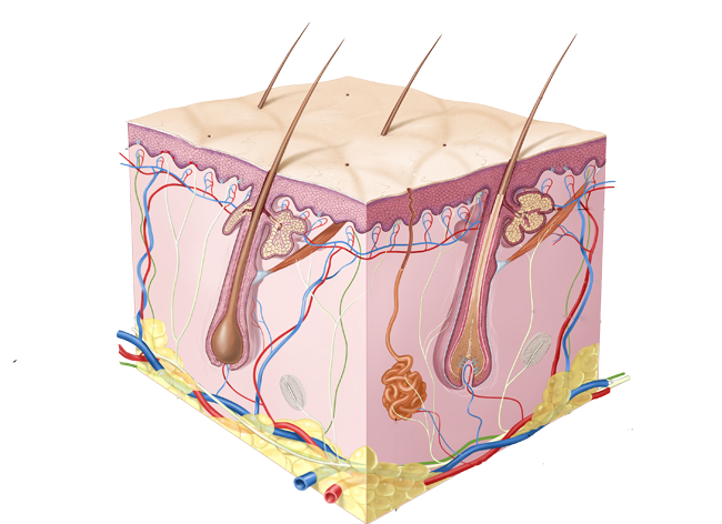 Inherently responsive, the skin not only protects us from microbes and the elements, but also regulates body temperatures while permitting the sensations of touch, heat, and cold.