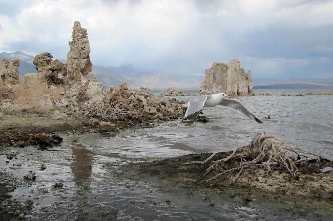 A seagull scans Mono Lake, California.