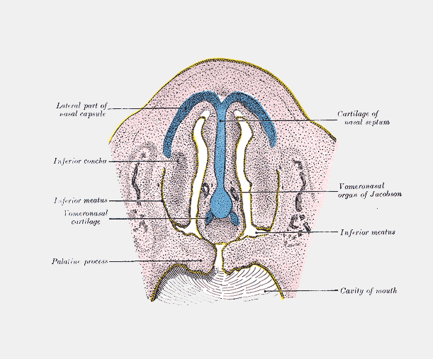 Henry Vandyke Carter and Henry Grey's 1918 drawing of a "special sense organ" at the end of the mouth's cavity.