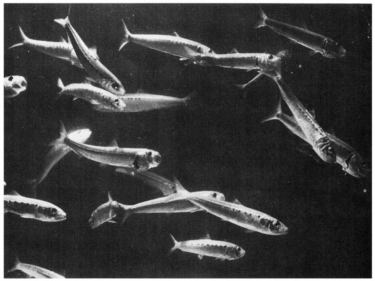A school of pacific sardines, unlike their canned counterparts, return the onlookers' gaze.