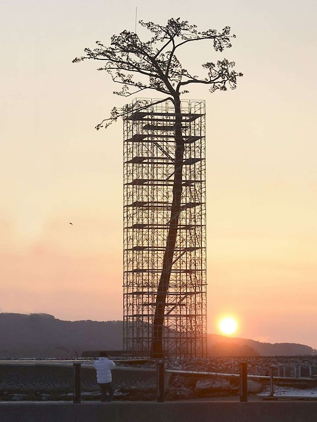 The “miracle pine,” a 173-year-old survivor of the 2011 tsunami in Japan, died from excess saline and was then reborn as a monument in 2013. Photo: Associated Press.